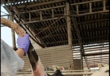 경기북부 10개시군은 소브루셀라병 청정지역. 2022년부터 1건도 발생하지 않아