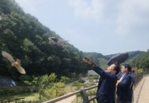 경기도 야생동물구조관리센터, 멸종위기종 참매 치료 후 자연으로 돌려보내
