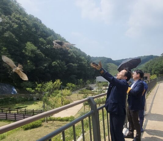 경기도 야생동물구조관리센터, 멸종위기종 참매 치료 후 자연으로 돌려보내