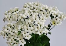 경기도농업기술원, 다육식물 칼랑코에 수입 종묘 대체할 국산 신품종 2종 첫 선