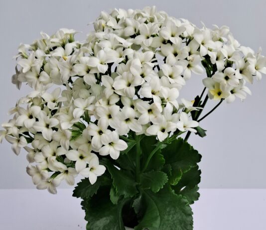 경기도농업기술원, 다육식물 칼랑코에 수입 종묘 대체할 국산 신품종 2종 첫 선