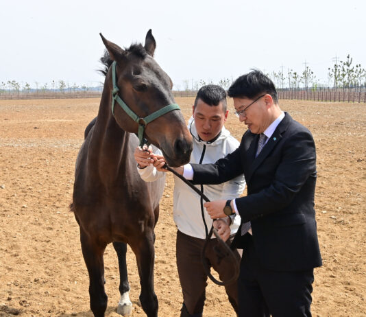 경기도, 화성에 은퇴·학대당한 말 위한 1만 8천㎡ 쉼터 조성